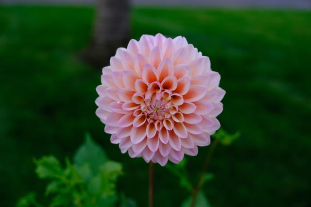 Dahlias and atmospheric rain storm. – Reddit Post