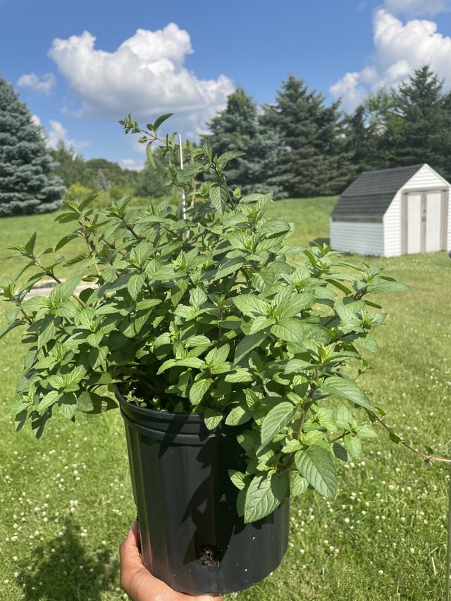 Just wanted to show my mint – Reddit Post