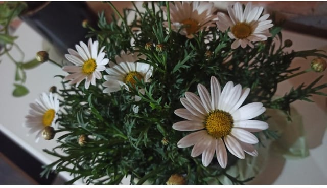 After a long time they bloomed!! – Reddit Post