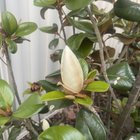 Magnolia grandiflora ‘Teddy Bear’ flower q.