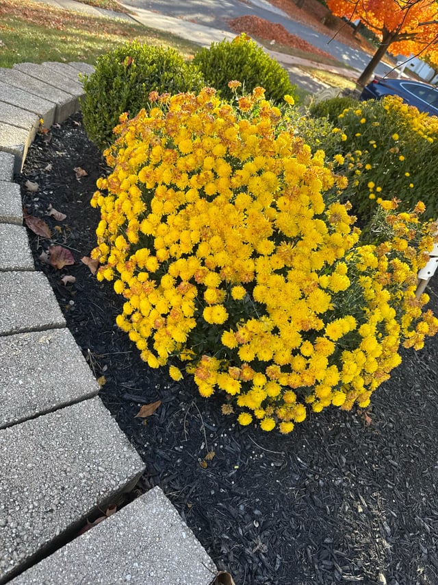 Mums die so quick! It’s only end of October in NJ and they are goners. Why? Anything I can do? – Reddit Post