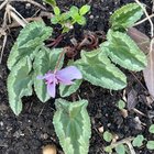 Just some looong cyclamen leaves