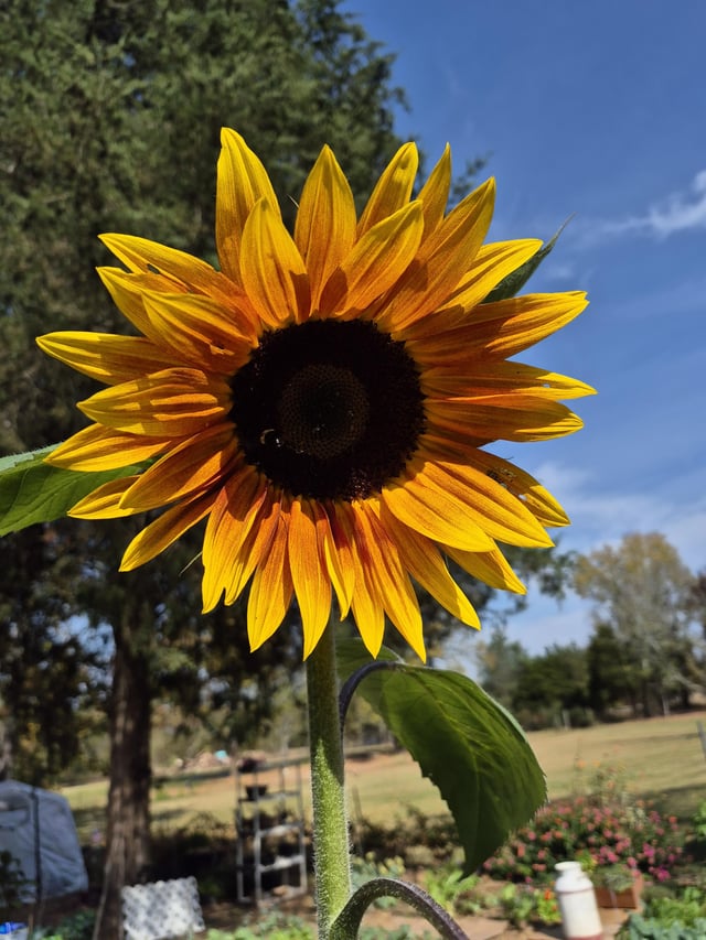 When you walk out and see more blooms, to flowers you thought were finished. – Reddit Post