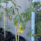 Tomatoes yellowing leaves – Reddit Post