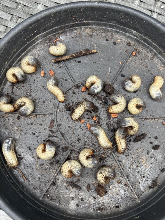 What is invading my raised beds? – Reddit Post