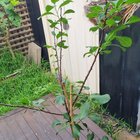 Help with plum trees