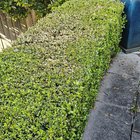 What’s wrong with my beloved Japanese box hedge?