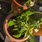 How to get rid of aphids on pepper plants