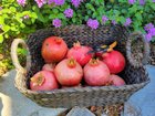 Truly massive pomegranates this year in zone 9b – Reddit Post