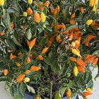 Sedona Sun Ornamental Pepper Plant – Reddit Post