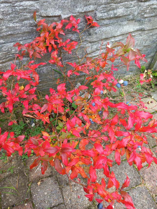 Blueberry in fall – Reddit Post