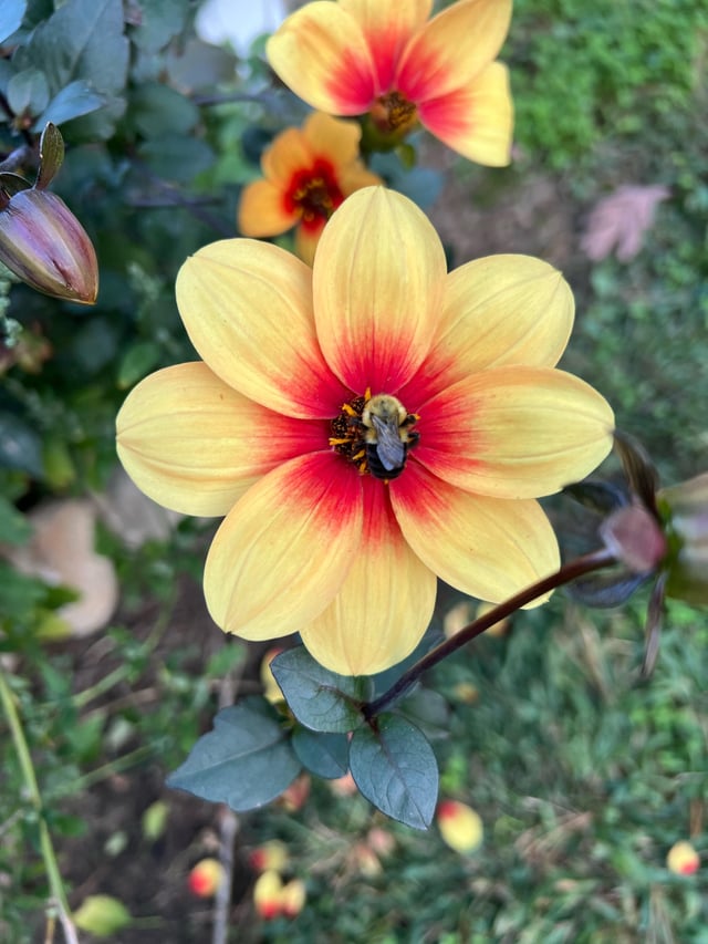 Bees on my dahlias? – Reddit Post