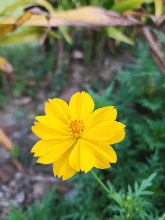 Beautiful Cosmos Flower :) – Reddit Post