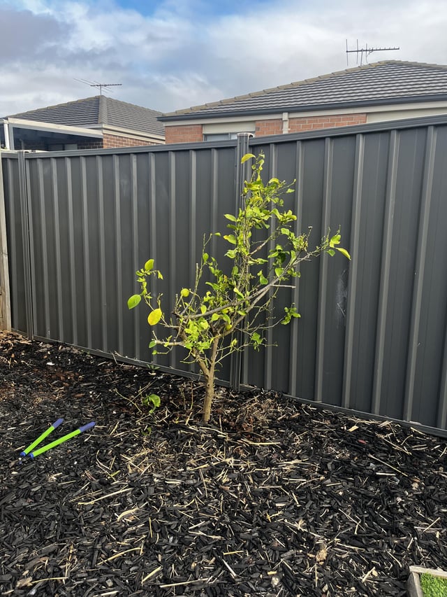 Planting a freshly cut lemon branch