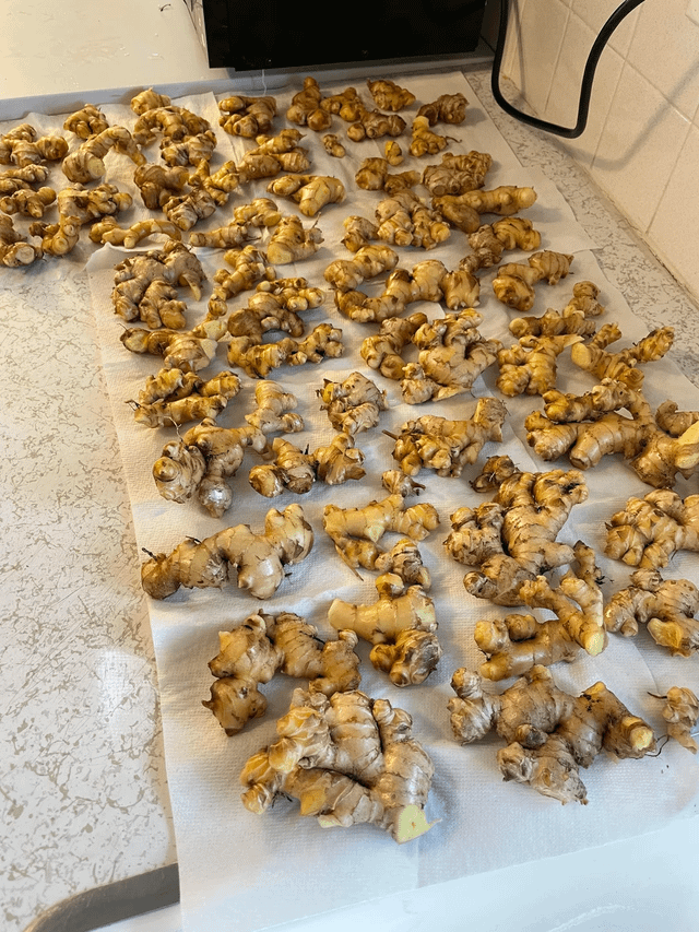 My first ginger harvest – Reddit Post