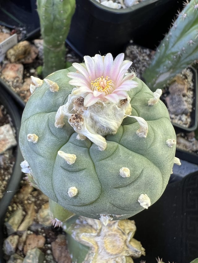 Todays Lophophora bloom 🌸 – Reddit Post