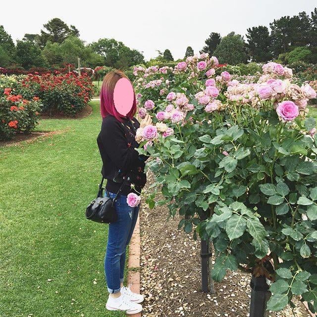 Werribee Park rose garden.