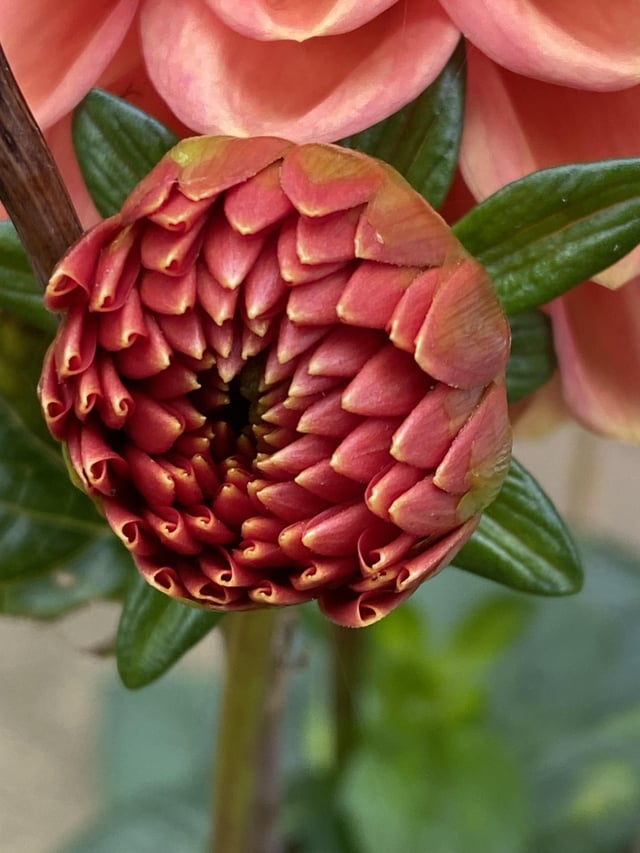 Does anyone else stop and stare in wonder at the precise patterns and beauty of nature sometimes? I know I do 🌺🌷🌸 – Reddit Post