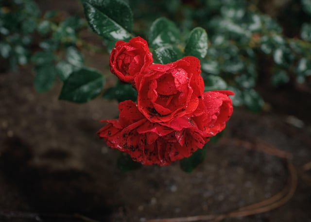 Roses from my garden. – Reddit Post