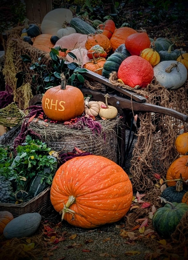 RHS Wisley Photo of their display Today