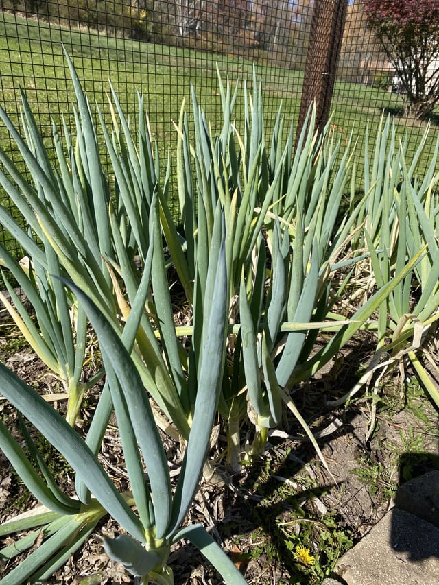 Onion Harvest – Reddit Post