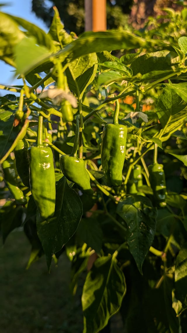 why are my shishitos so spicy? – Reddit Post