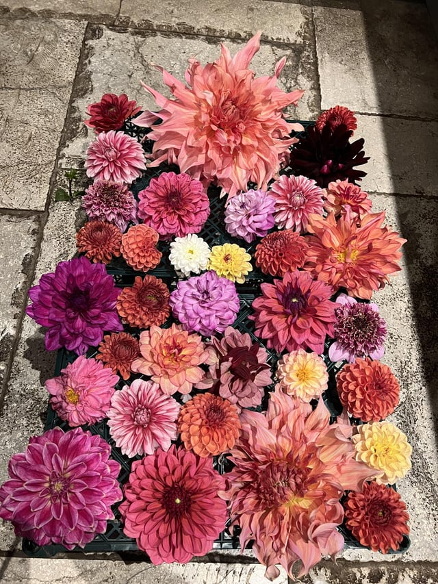 Dahlia season almost over 😢 – Reddit Post