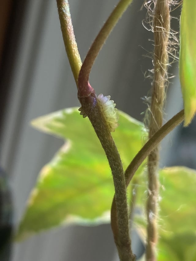 Is this part of the plant or is it bugs – Reddit Post