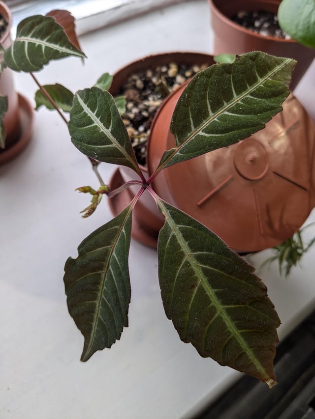 ID help please