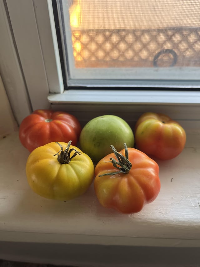 My last green tomato to sun ripen. I’ve gathered him some friends for emotional support. – Reddit Post
