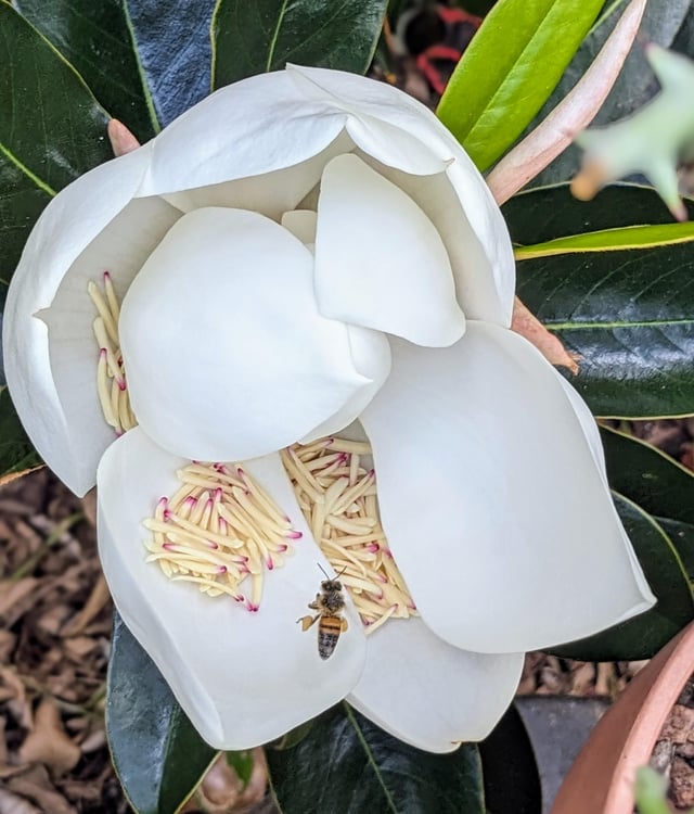 Today’s Magnolia – Reddit Post