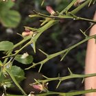 What’s happening to my finger lime?