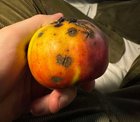 What disease does this apple have? Pulled off of an apple tree in the UK.