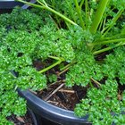 Plant ID