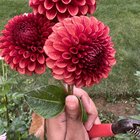 Copper Boy! – Reddit Post