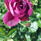 Rose i.d.