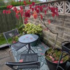 Pruning advice