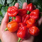 Harvest my peppers today – Reddit Post