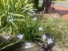 Wondering what plant this is