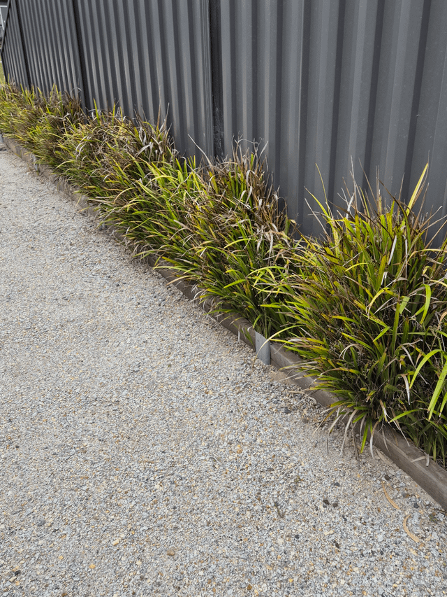 Pruning Dianella – Reddit Post