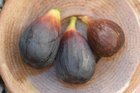 More UK Grown Figs