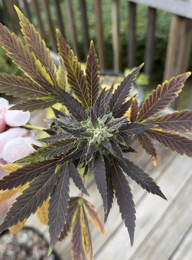 Some neat cold stress colors on this bud – Reddit Post