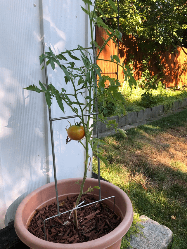 Ill be drowning in tomato sauce come next week – Reddit Post
