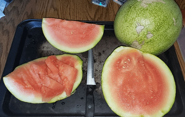 My 1st melon harvest of the season finally comes at the end of October and it was worth the wait – Reddit Post