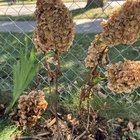 I think I might have killed my hydrangeas!! I winterized to early and stopped watering as much – Reddit Post