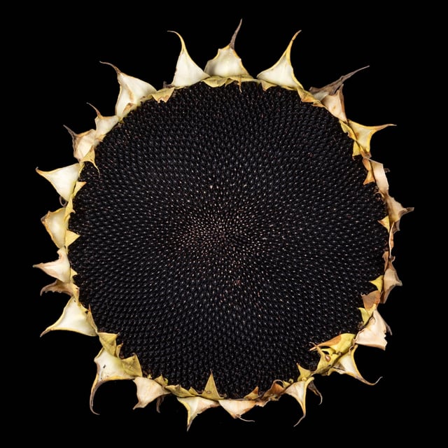 Total Eclipse of the Sunflower – Reddit Post