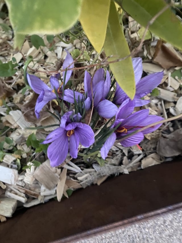 The old owner had a green thumb! Fun surprise the last two years. – Reddit Post