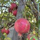 Pomegranates coming thru – Reddit Post