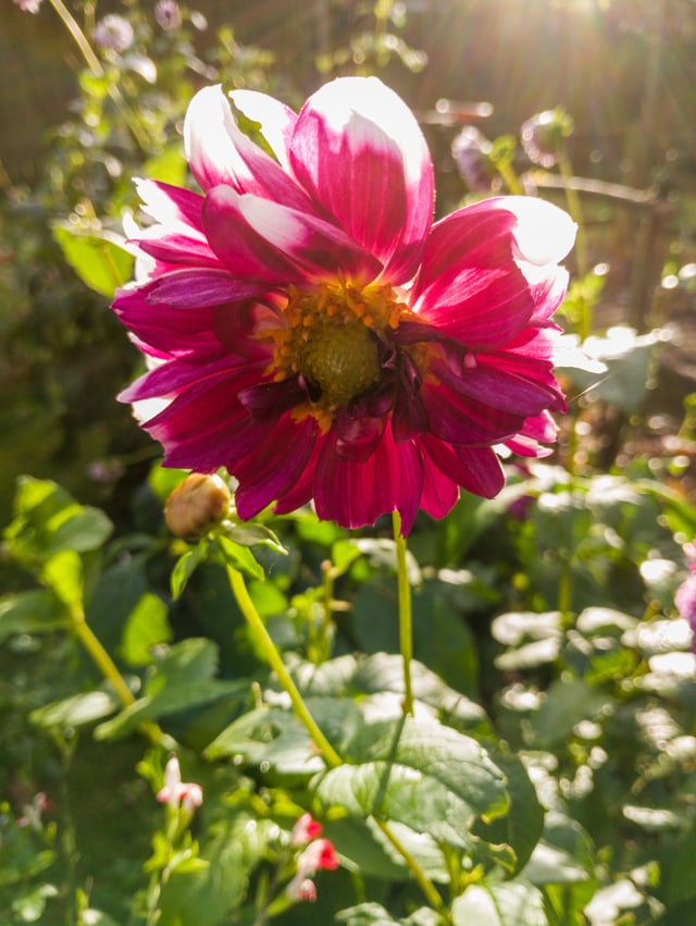 Dahlia flower – Reddit Post