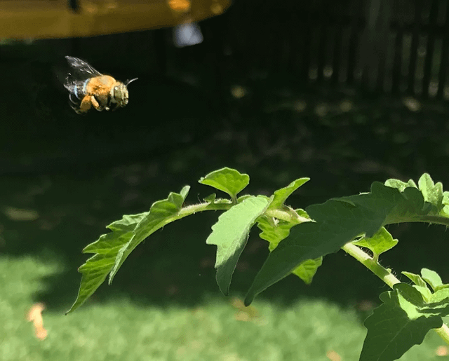 A blue-banded bee has moved in! – Reddit Post